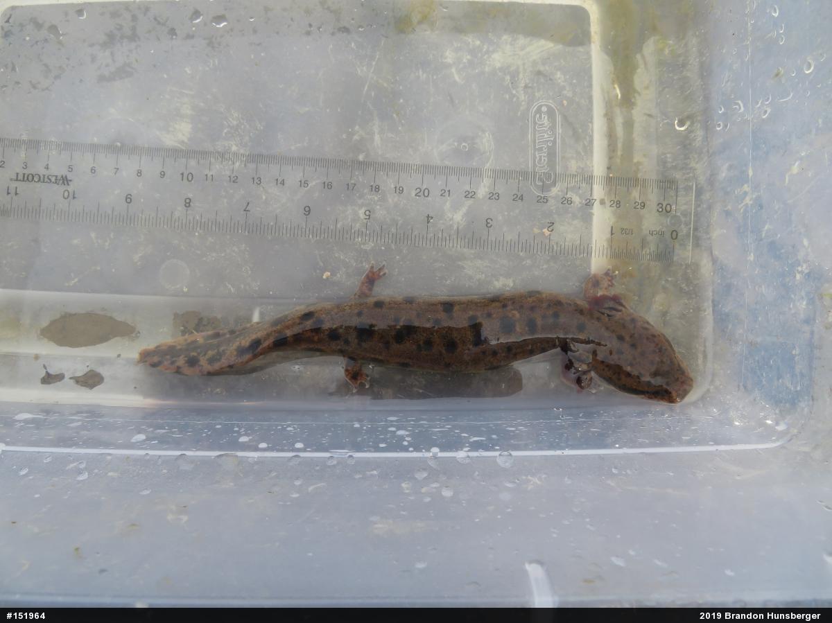 Common Mudpuppy