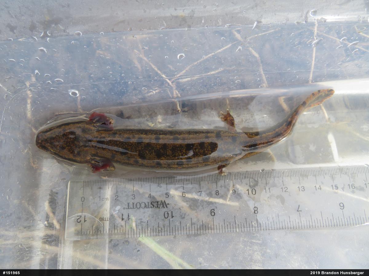 Common Mudpuppy