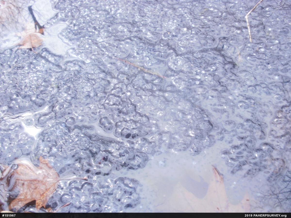 Wood Frog