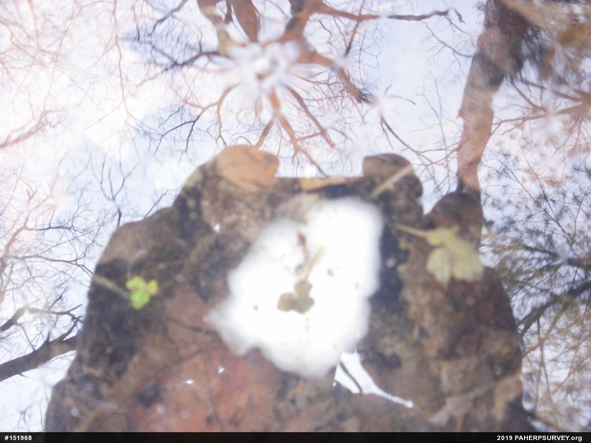 Spotted Salamander