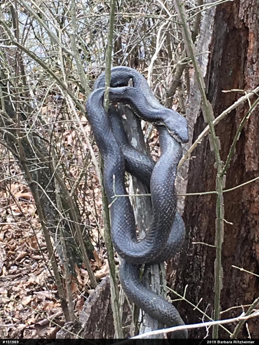 Eastern Ratsnake