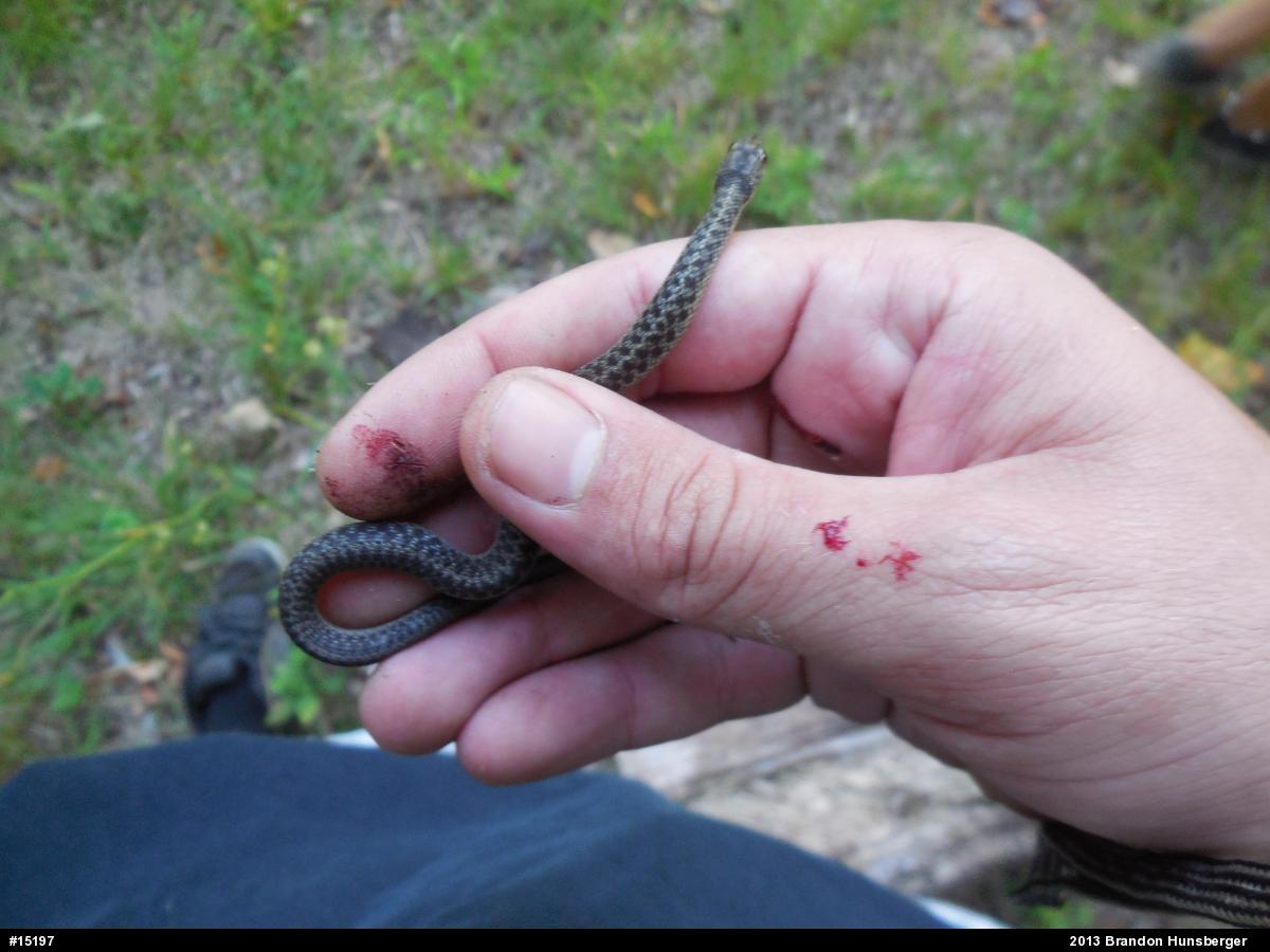 Eastern Gartersnake