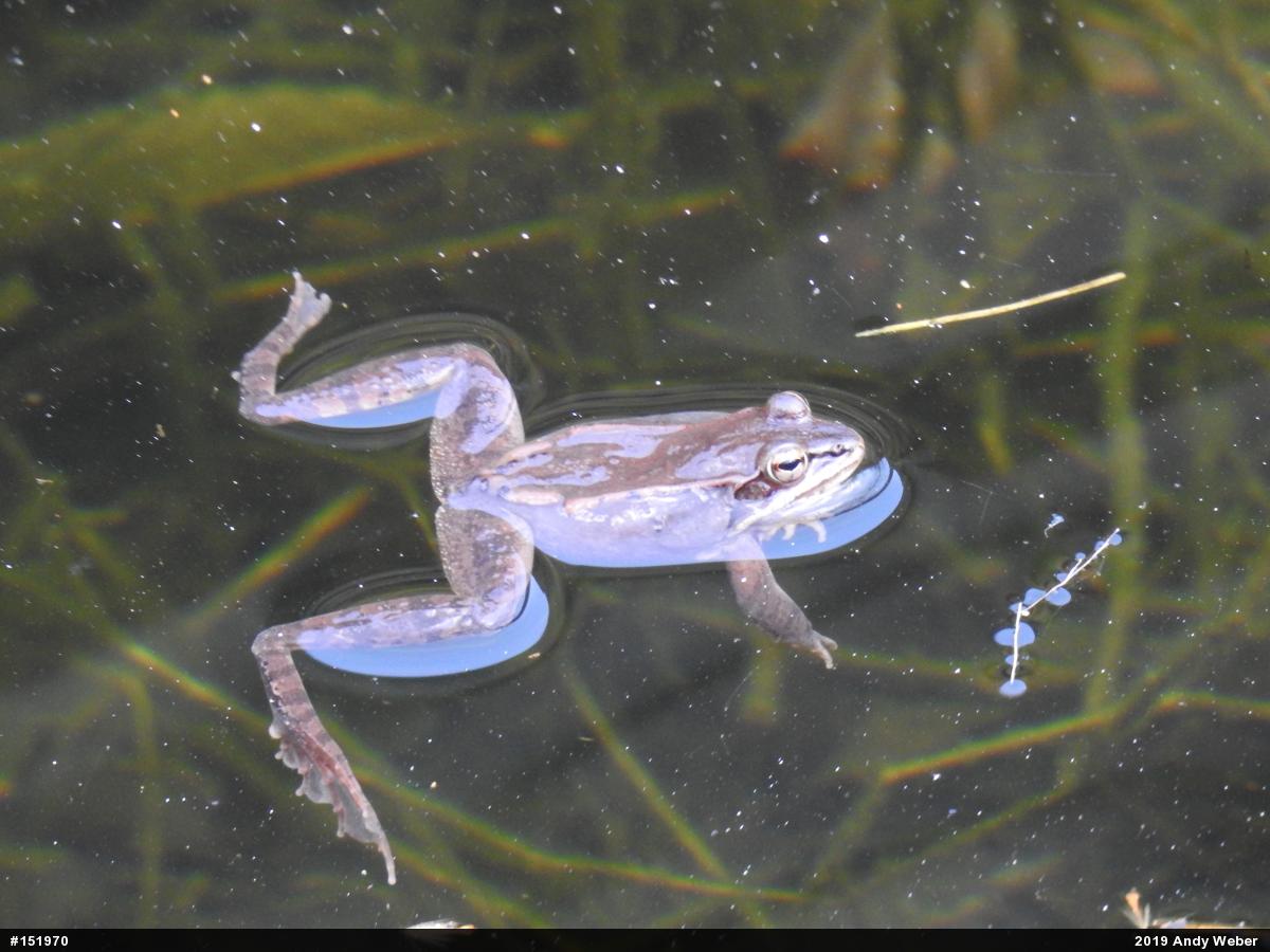Wood Frog