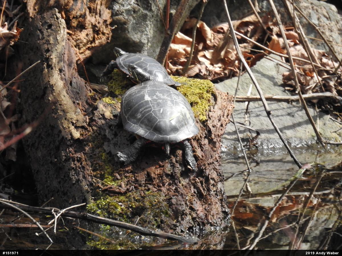 Painted Turtle