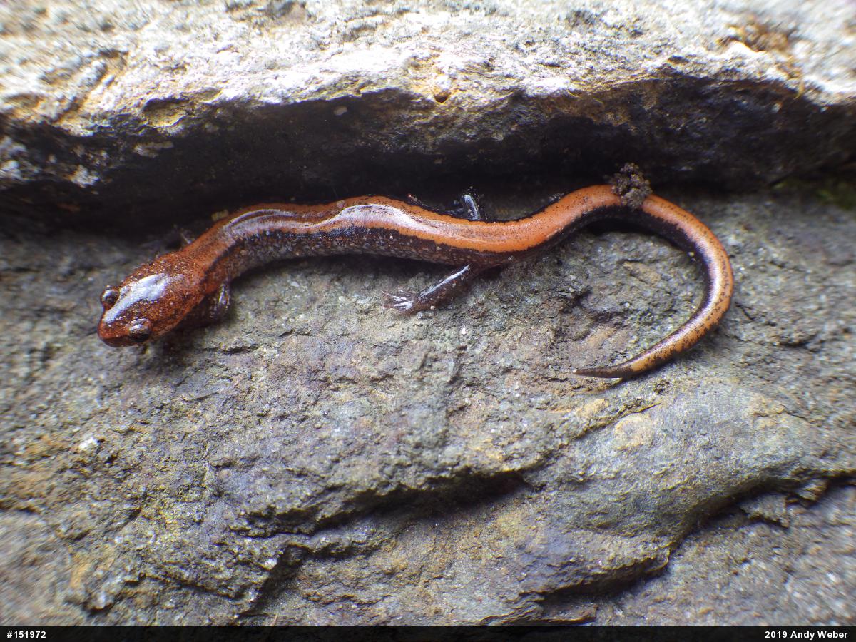 Eastern Red-backed  Salamander