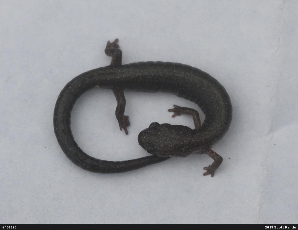 Eastern Red-backed  Salamander