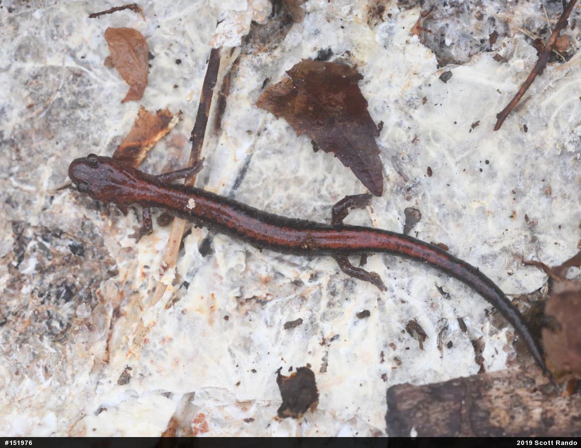 Eastern Red-backed  Salamander