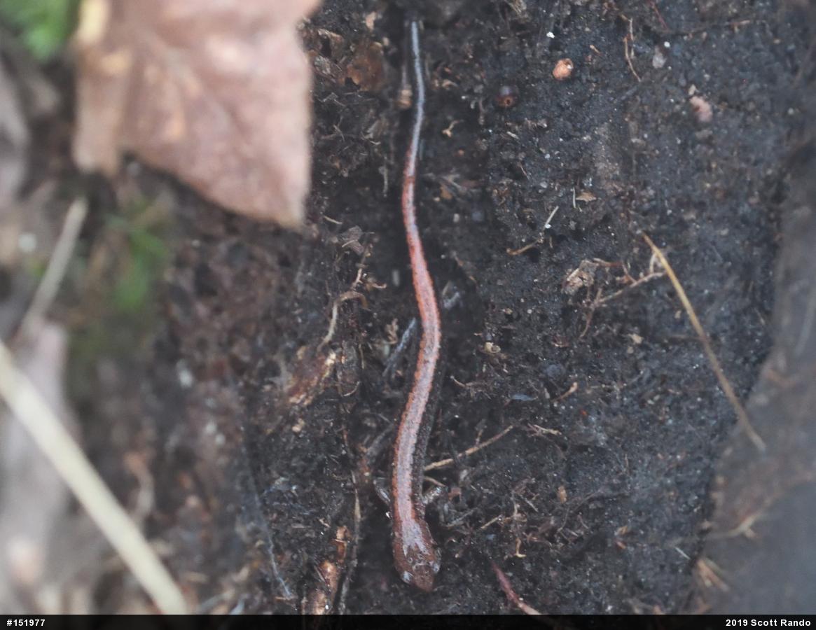 Eastern Red-backed  Salamander