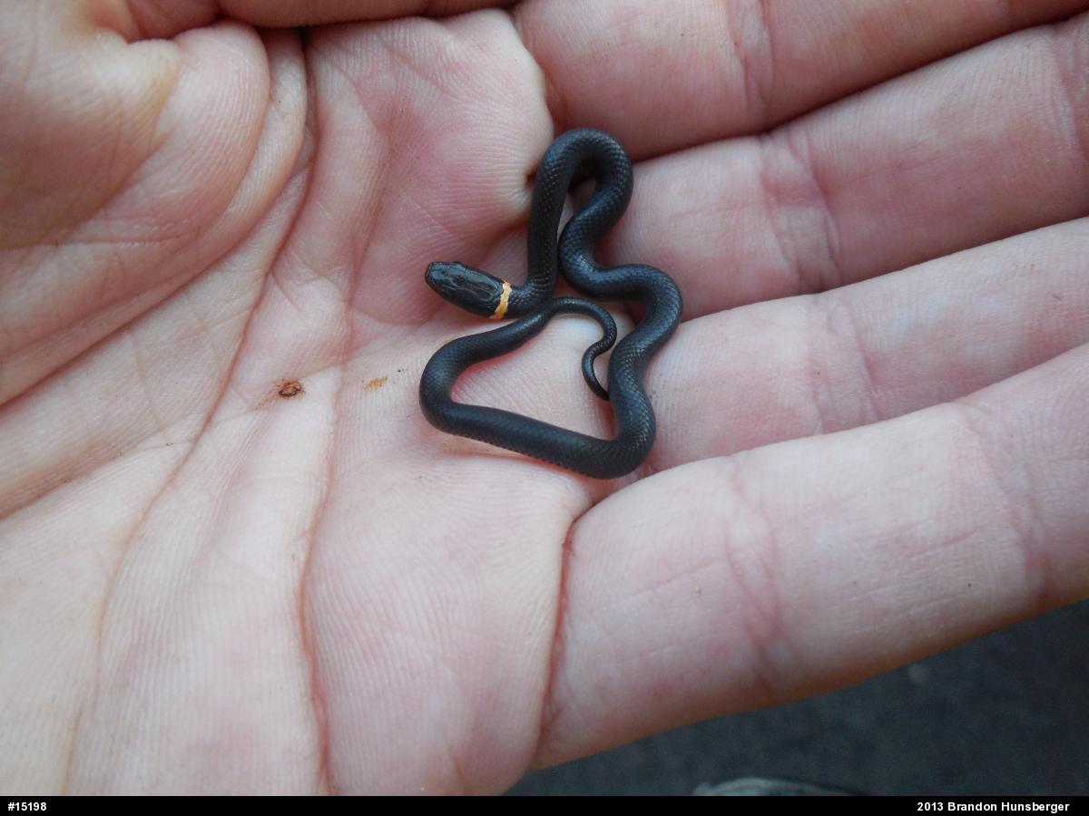 Northern Ring-necked Snake