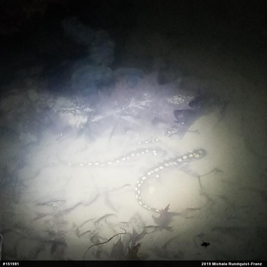 Spotted Salamander