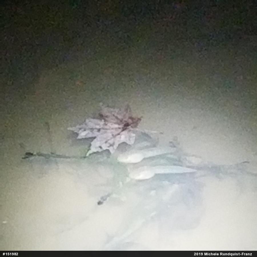American Bullfrog