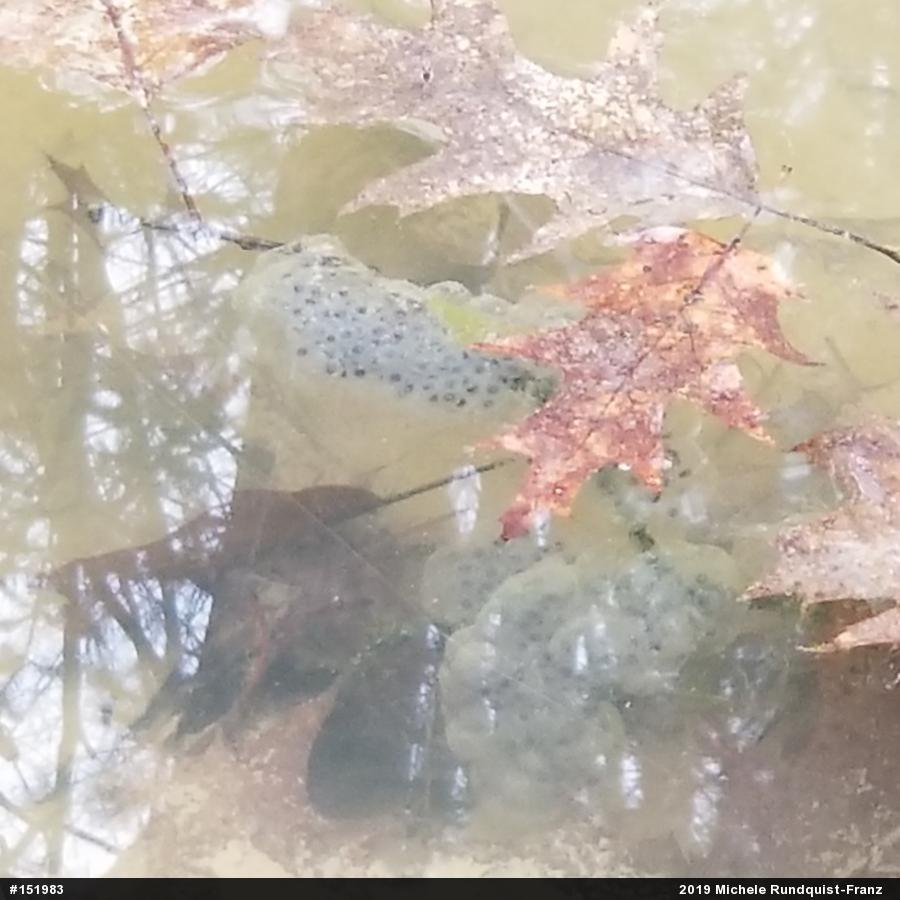 Spotted Salamander