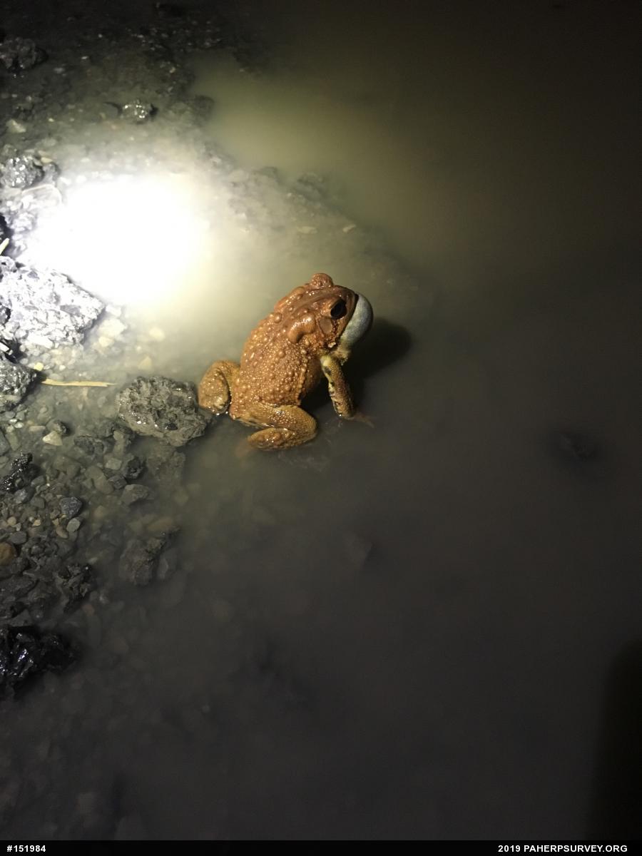 Eastern American Toad