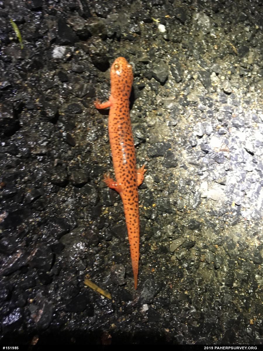 Northern Red Salamander