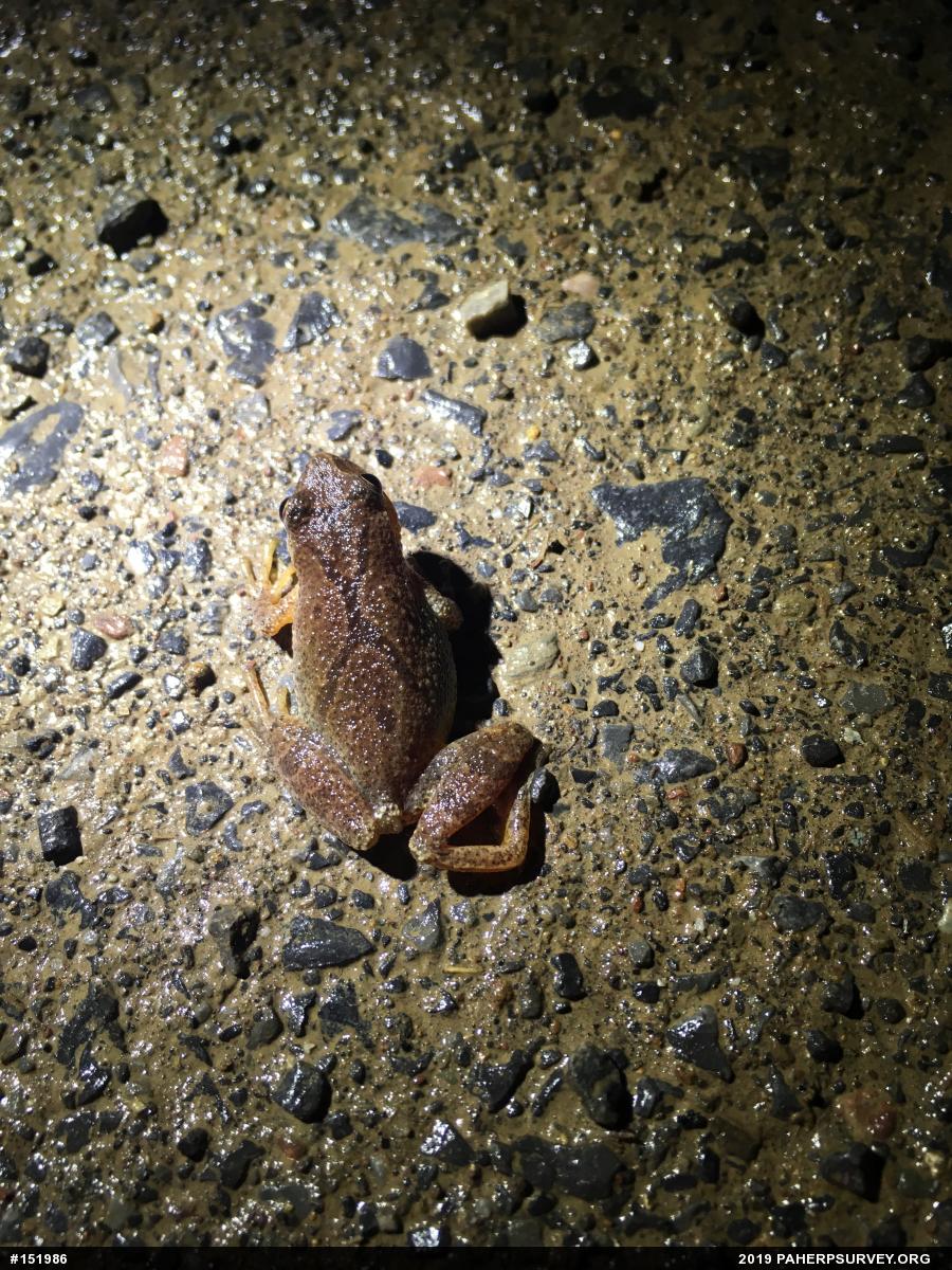 Spring Peeper
