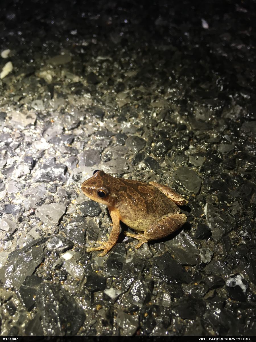Spring Peeper
