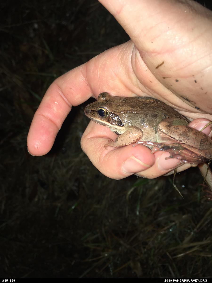 Wood Frog