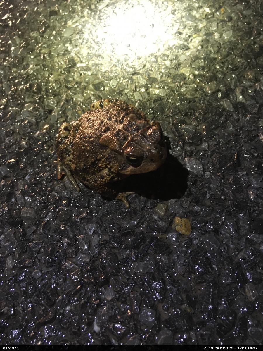 Eastern American Toad
