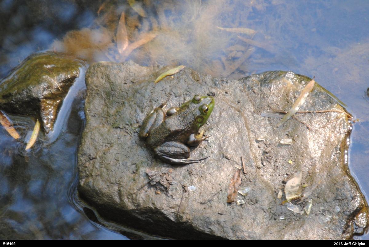 American Bullfrog