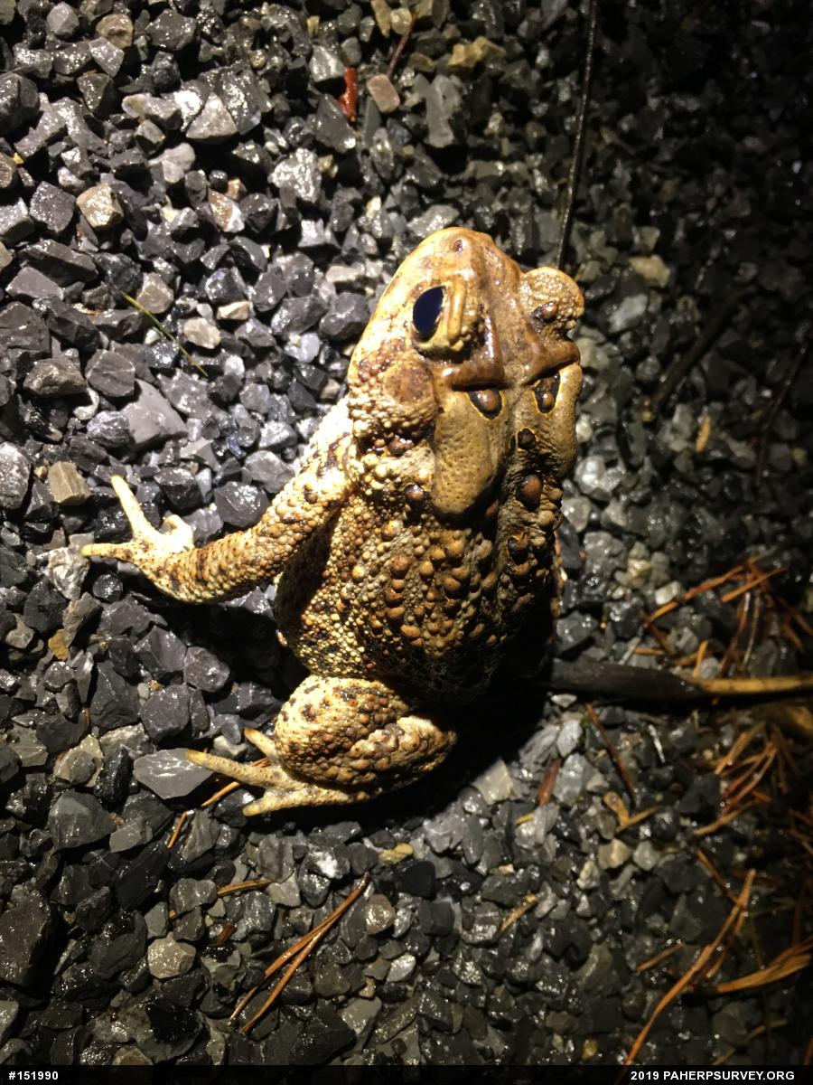 Eastern American Toad
