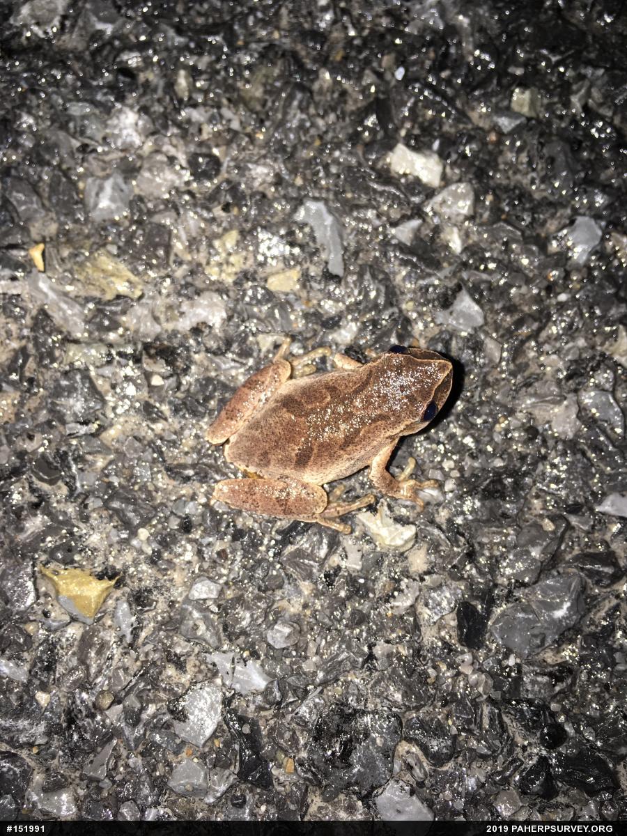 Spring Peeper