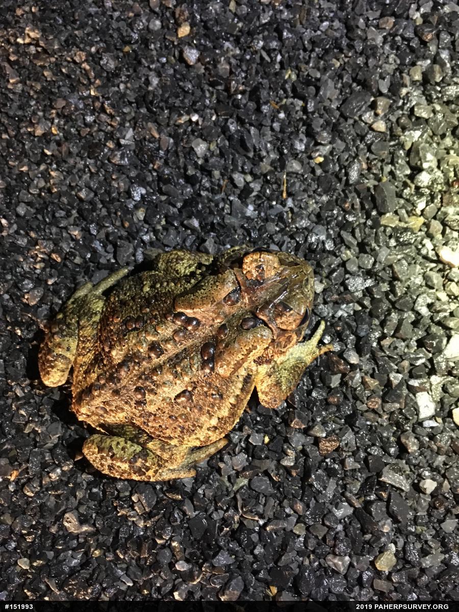 Eastern American Toad