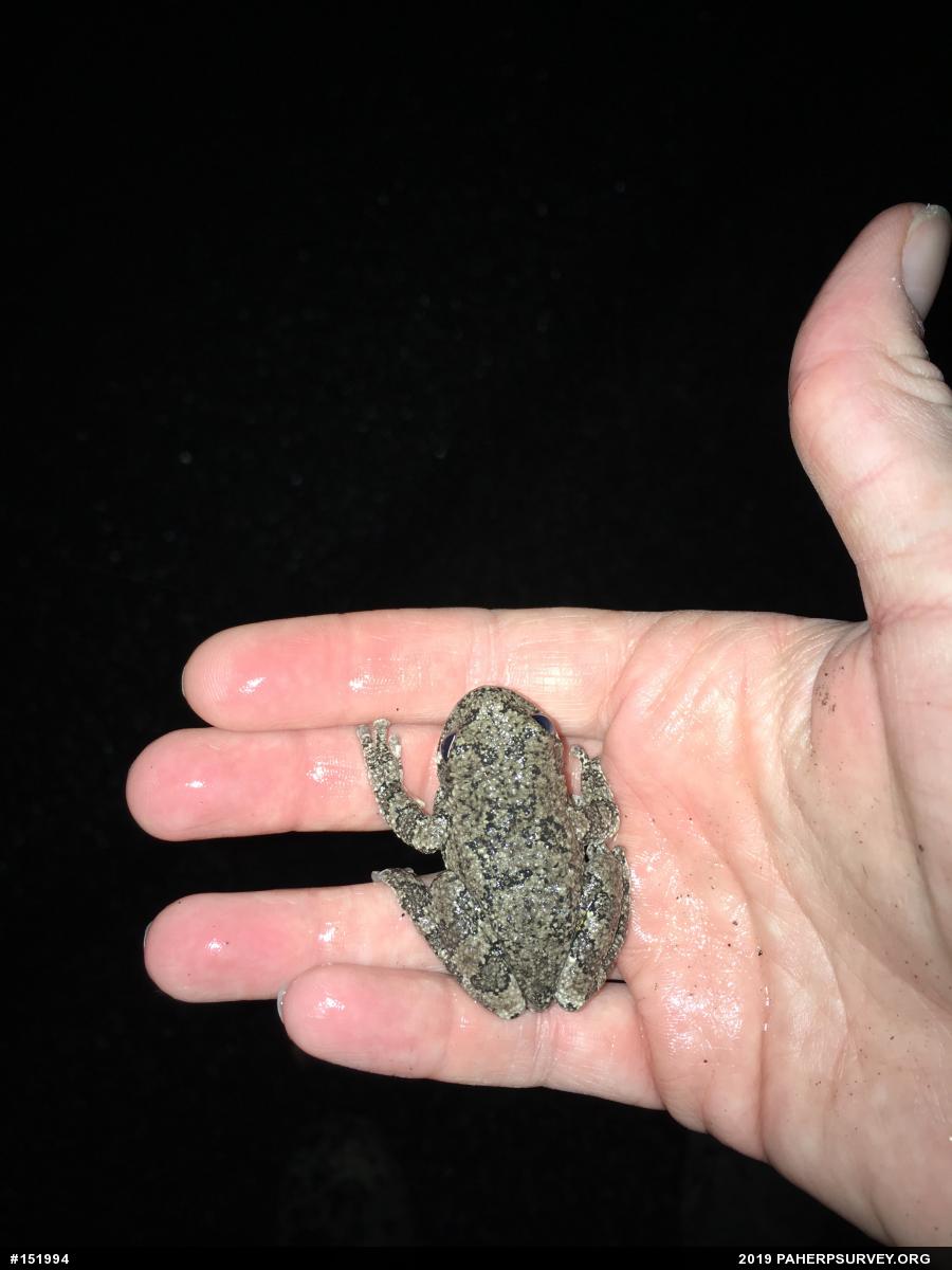 Unknown Gray Treefrog