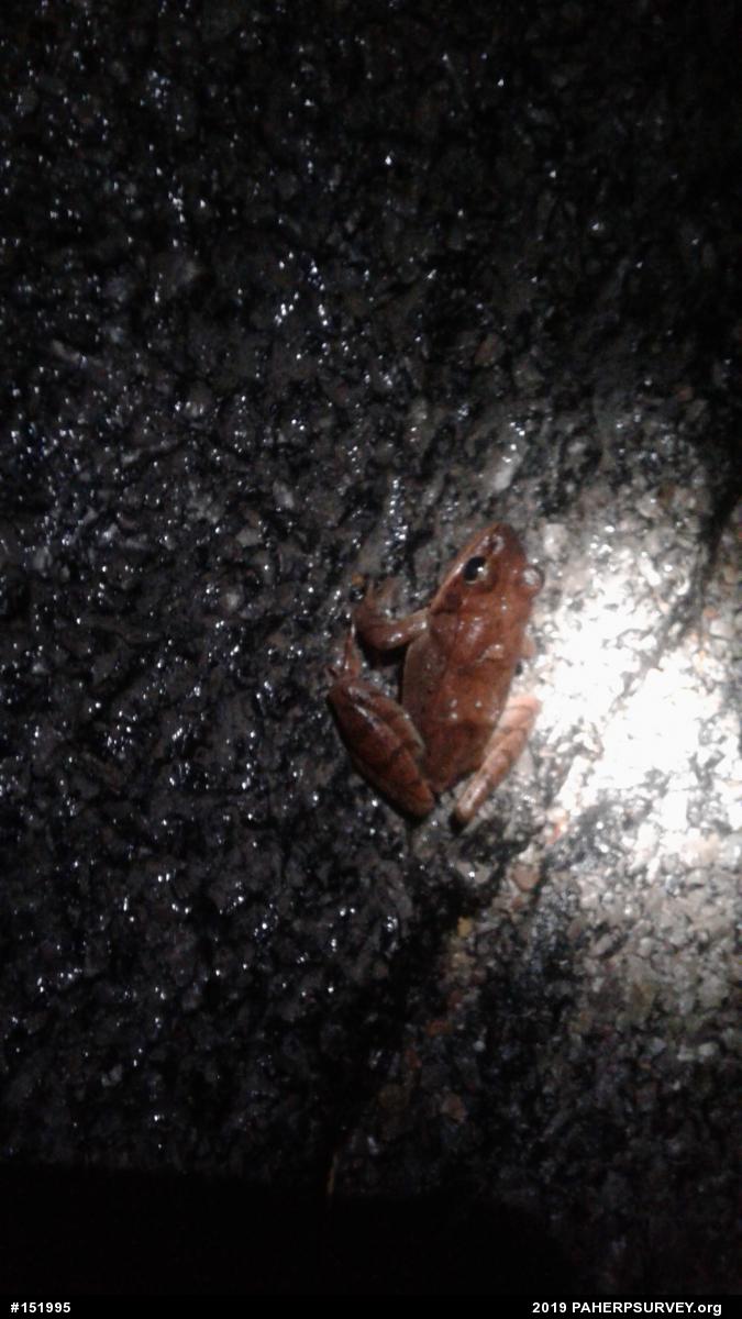 Wood Frog