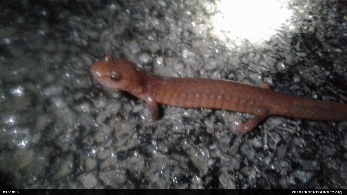 Northern Spring Salamander