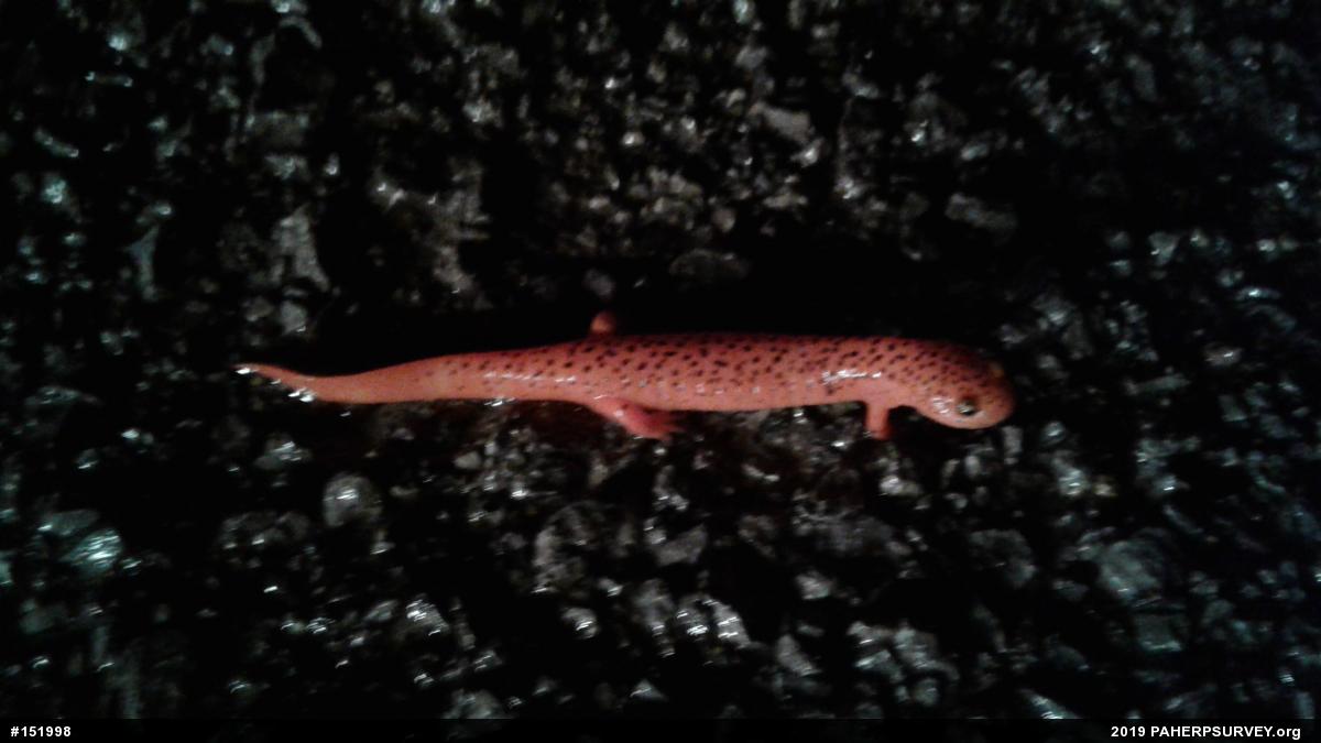 Northern Red Salamander