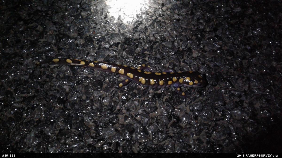Spotted Salamander
