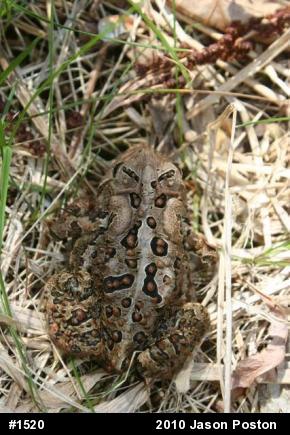 Eastern American Toad