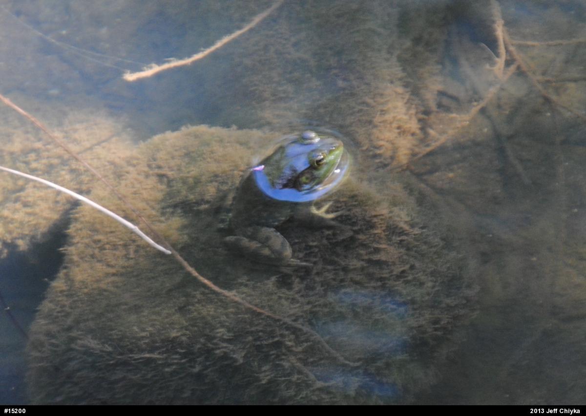 American Bullfrog