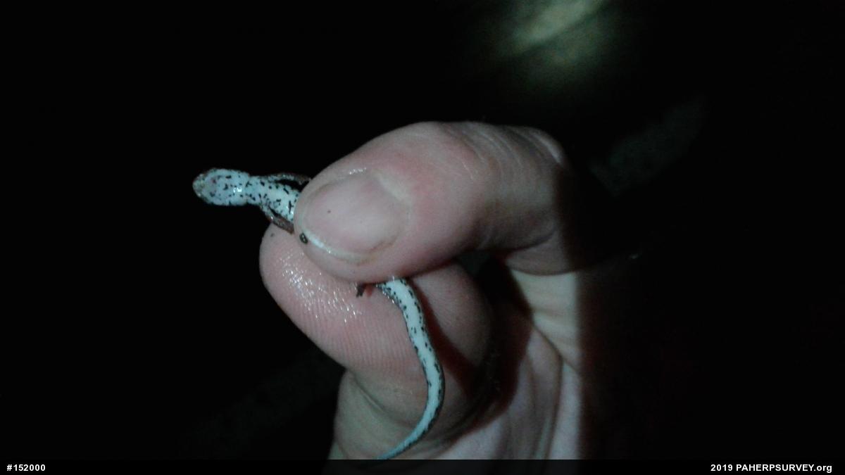 Four-toed Salamander