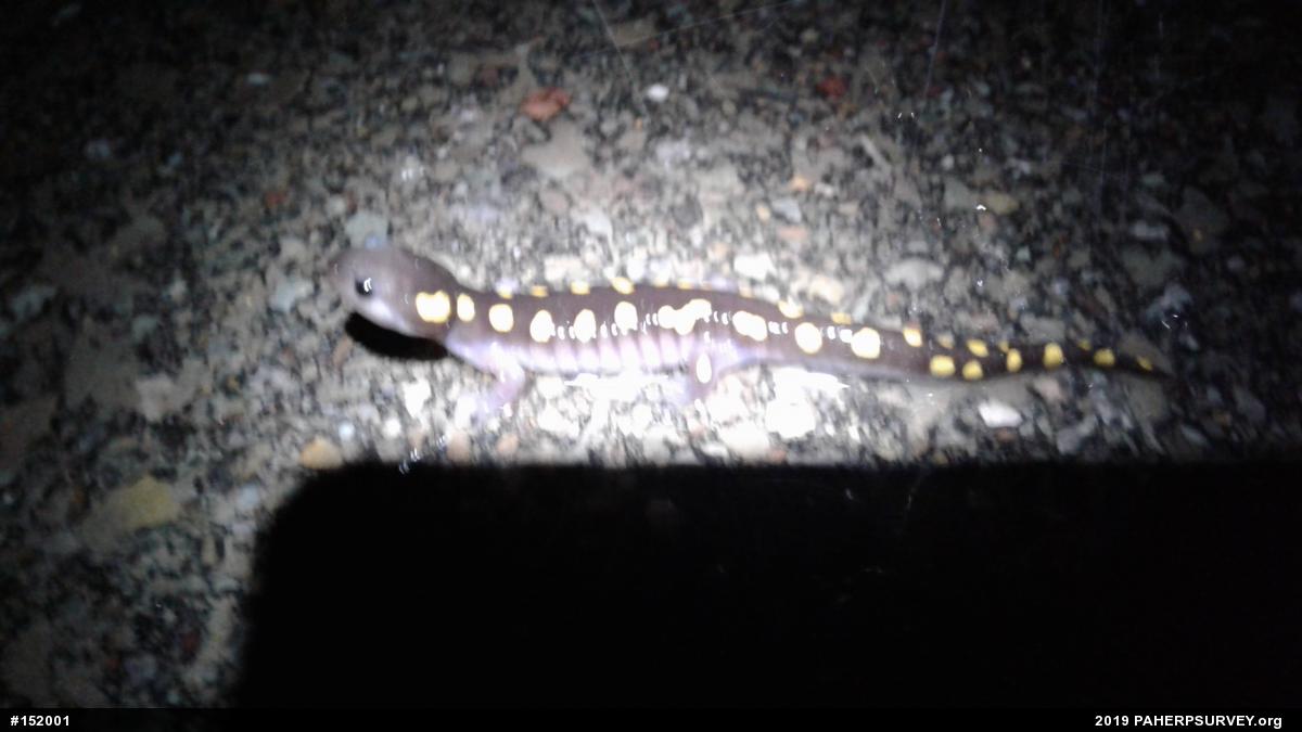 Spotted Salamander