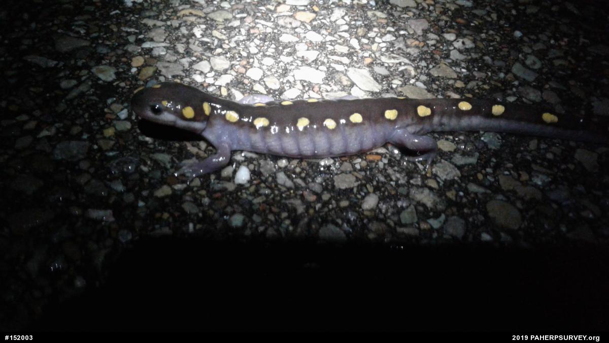 Spotted Salamander
