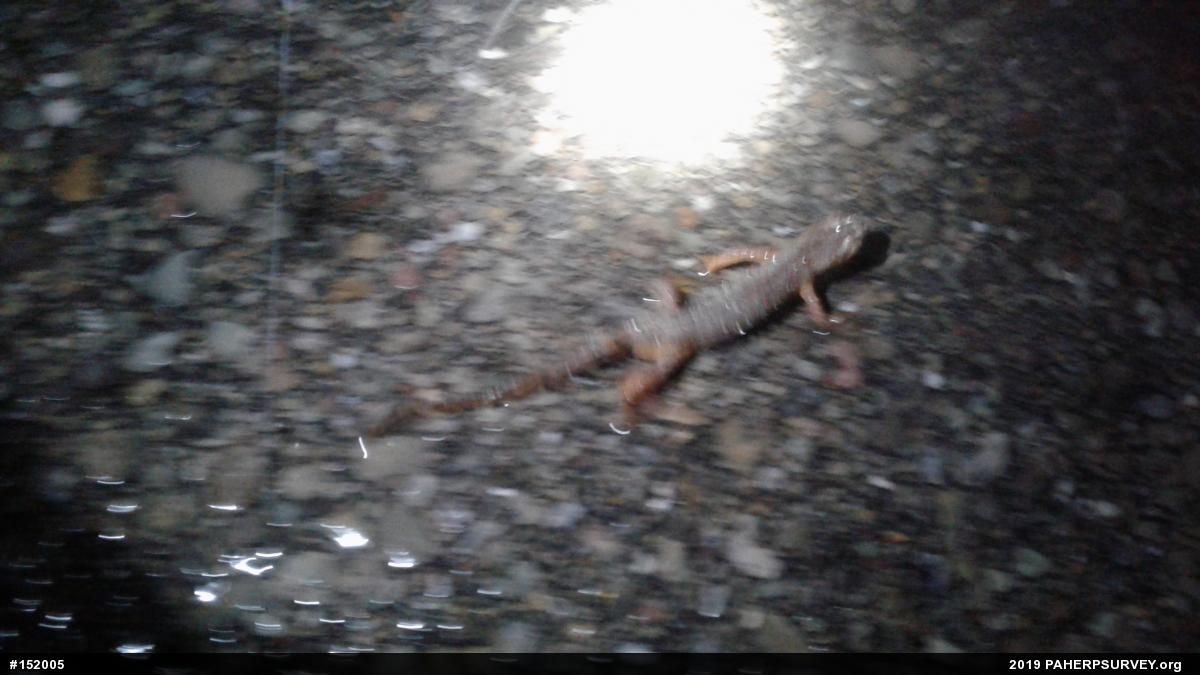 Red-spotted Newt