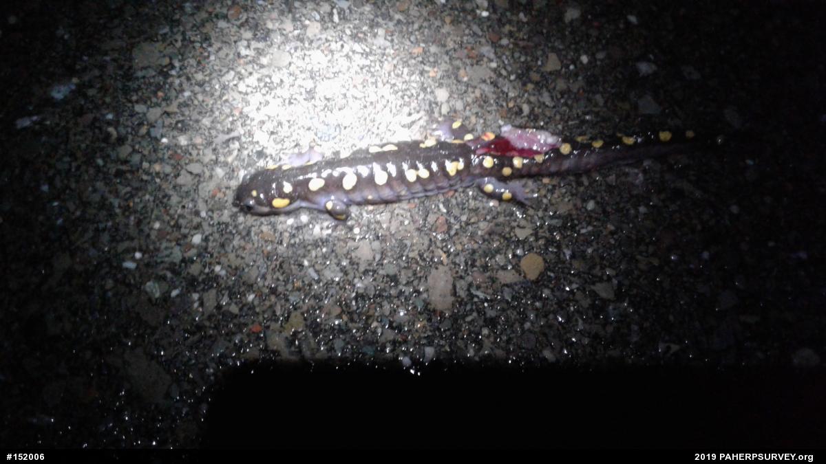 Spotted Salamander