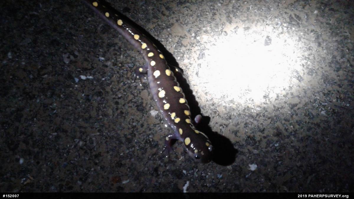 Spotted Salamander