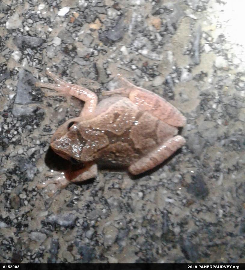 Spring Peeper