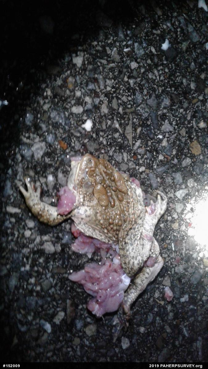 Eastern American Toad
