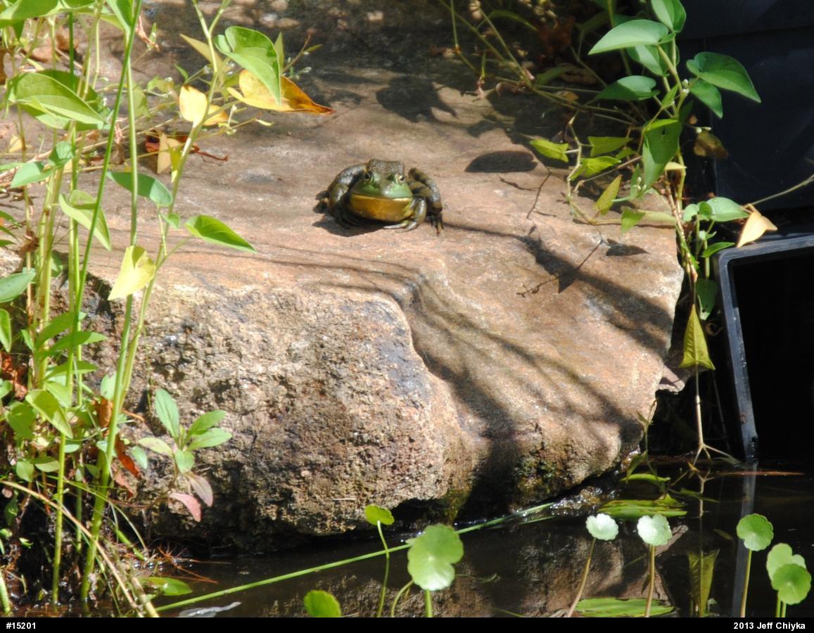 American Bullfrog