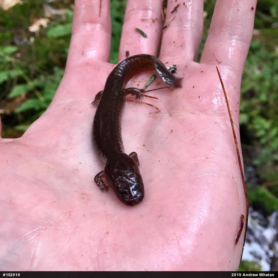 Northern Spring Salamander