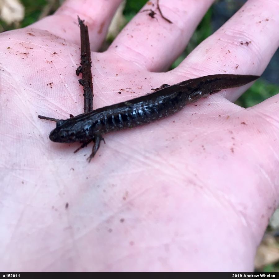 Northern Dusky Salamander