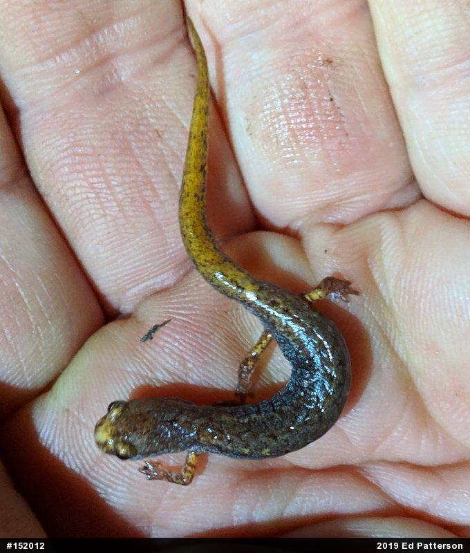 Four-toed Salamander