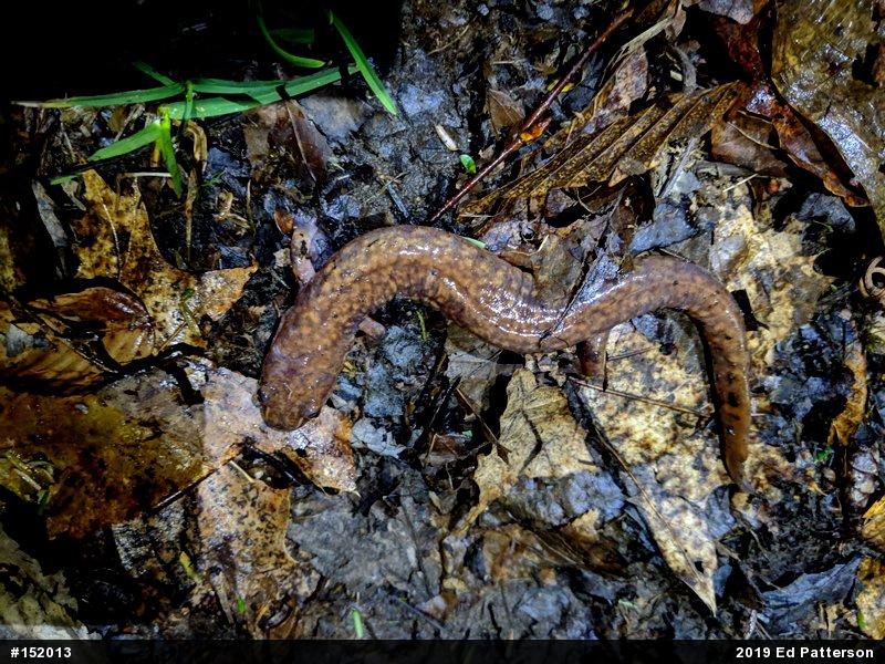 Northern Spring Salamander