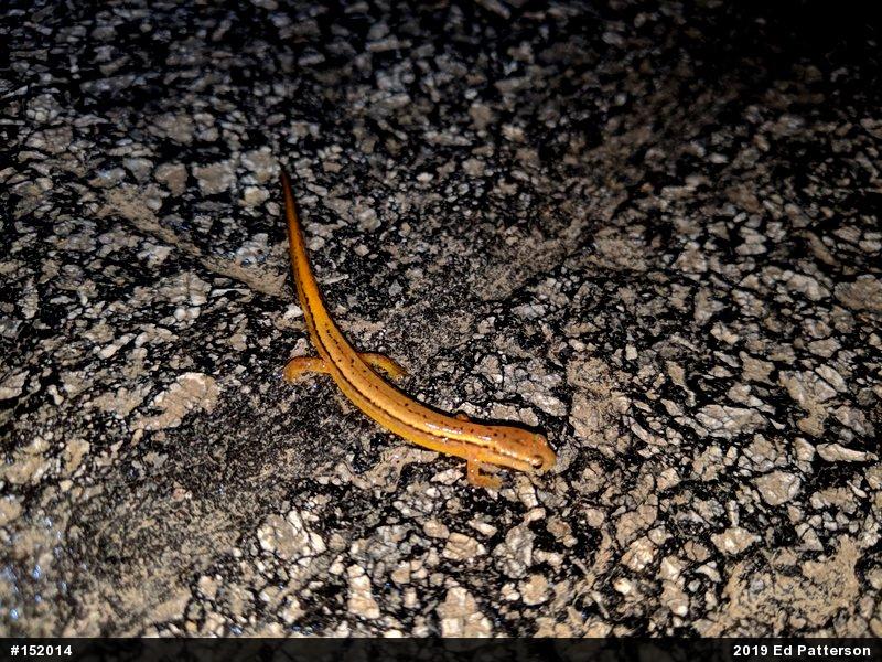 Northern Two-lined Salamander