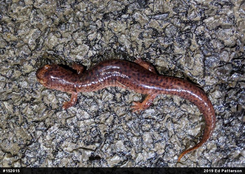 Northern Red Salamander