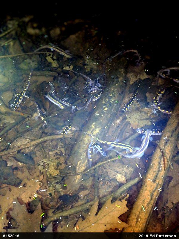 Spotted Salamander