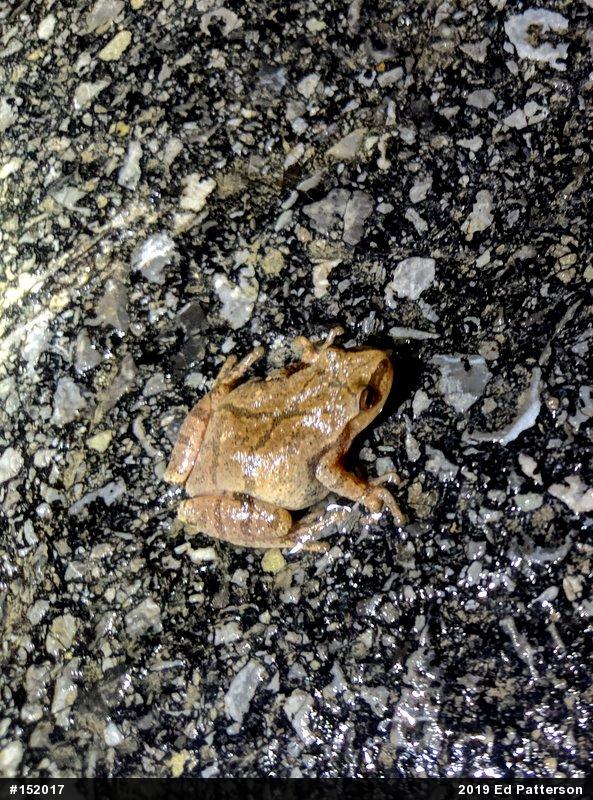 Spring Peeper
